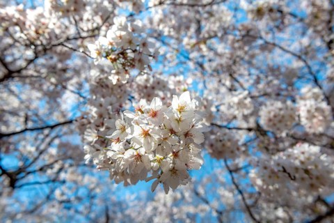 Cherry tree blossoms in spring, Yoyogi Park, Hanami Festival, Shibuya Ward, Shibuya District,