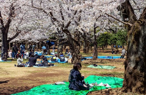 Japanese people picnicking under cherry blossoms in Yoyogi Park, Hanami Festival, Shibuya District,