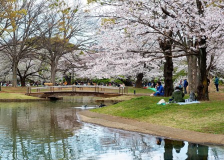 Reflection in a pond, cherry trees blooming in spring, Yoyogi Park, Hanami Festival, Shibuya Ward,