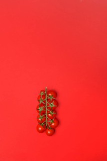 Tomatoes, tomato vine on red background