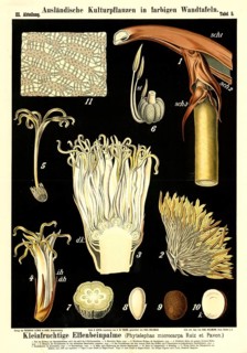 Cultivated plant, small-fruited ivory palm, Phyelephas microcarpa, illustration by Carl Bollmann,