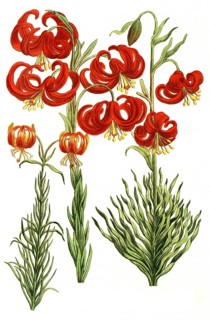 Various lilies, Lilium martagon, illustration, reproduction from a 19th century model. Authentic,