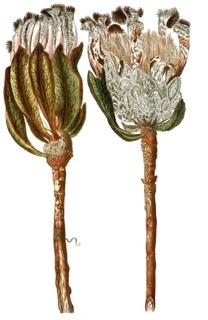 Protea scolymocephala, also thistle protea or thistle sugar bush, illustration, reproduction from a