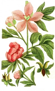 Peony variant, Paeonia mas flore incarnate minor, Paeonia bizantina minor, illustration,