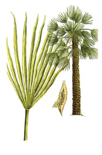 Chamaerops humilis, European dwarf palm, Palma humilis, Palma humilis chamceripheres, Palma humilis