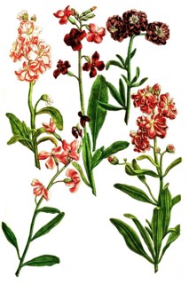 Various variants of Levkoje, Matthiola, a plant genus in the cruciferous family, illustration,