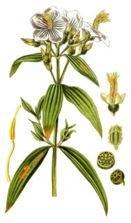 Osbeckia nepalensis, Nepal-Osbeckie, illustration, reproduction from a 19th century model.