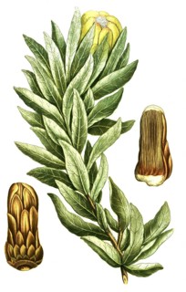 Protea lepidocarpodendron, black bearded sugar bush, illustration, reproduction from a 19th century