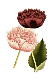 Variants of the poppy, Papaver majus cristatum and Papaver fativum, illustration, reproduction from