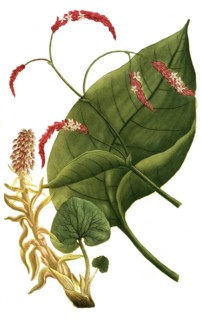 Oriental knotweed, Persiana orientalis and Petasites vulgaris, common butterbur, illustration,
