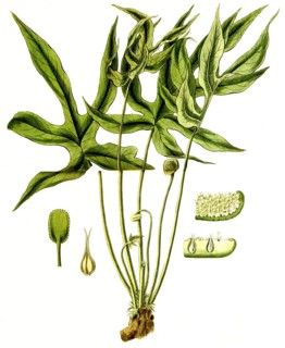 Dorstenia arifolia, plant species from the mulberry family, illustration, reproduction from a 19th