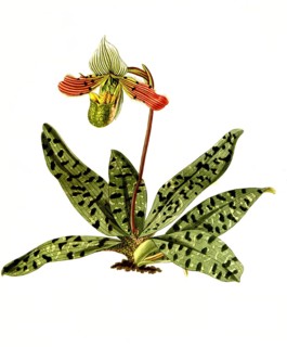 Cypripedium venustum, Paphiopedilum venustum, orchid, illustration, reproduction from a 19th