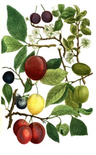 Different varieties of plum, Prunus domestica, illustration, reproduction from a 19th century model