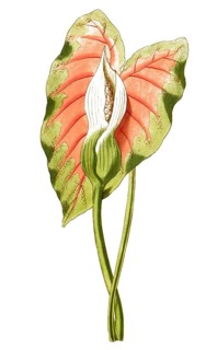 Caladium bicolor, plant genus from the arum family, illustration, reproduction from a 19th century