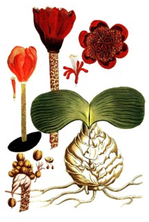 Haemanthus africanus syn Narcissus indicus serpentarius, blood flower, illustration, reproduction