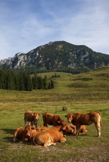 Alpine meadow with herd of cows and Braunedlkogel, Postalm, Osterhorn Group, Salzkammergut,