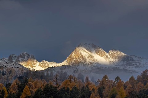 Mixed forest with larches (Larix) in autumn foliage off Piz Muragl, mountain peaks,