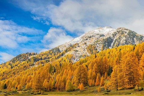 Larch forest (Larix) in autumn, mountain peaks with snow, autumn, Piz Mezzaun, Albula Pass,