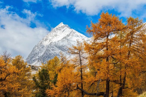 Larch forest (Larix) in autumn, mountain peaks with snow, autumn, Piz Üertsch, Albula Pass,