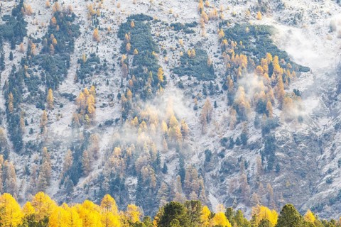 Lärchenwald Larix) in autumn weather on the mountain, fog, autumn, Stazersee, Celerina/Schlarigna,