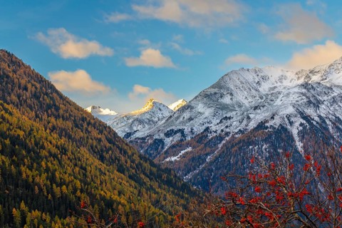 Mixed forest with larch trees (Larix) in autumn, mountain peaks with snow, autumn, Piz Sarsura, Piz