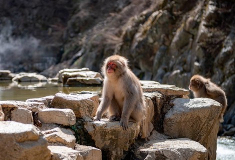 Japanese macaque (Macaca fuscata) sitting on rocks near water, Yamanouchi, Nagano Prefecture,
