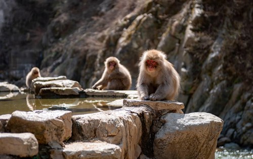 Japanese macaques (Macaca fuscata) sitting on rocks near water, Yamanouchi, Nagano Prefecture,