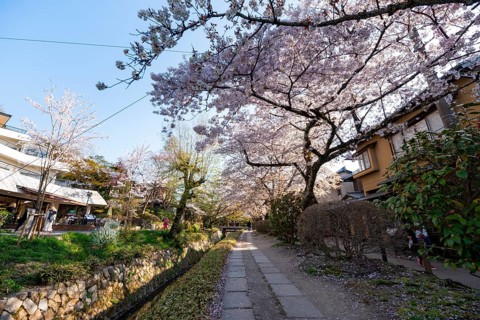 Footpath along a canal, cherry blossoms in spring, Philosopher's Path or Tetsugaku no michi, Kyoto,