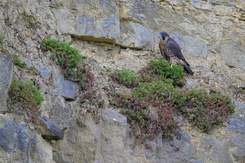 Peregrine falcon (Falco peregrinus), Peregrine falcon, resting in a rock face, biosphere area,
