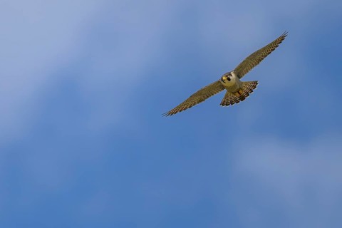 Peregrine falcon (Falco peregrinus), Peregrine falcon, fug against a blue sky, biosphere area,