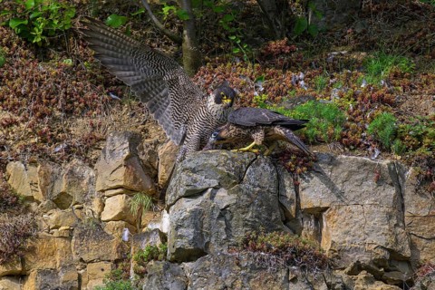 Peregrine falcon (Falco peregrinus), Peregrine falcon, young bird begging for food, biosphere area,