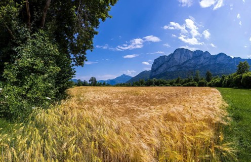 Agricultural Landscape, Hordeum Vulgare, Barley Field with Drachenwand and Schafberg, Mondsee,