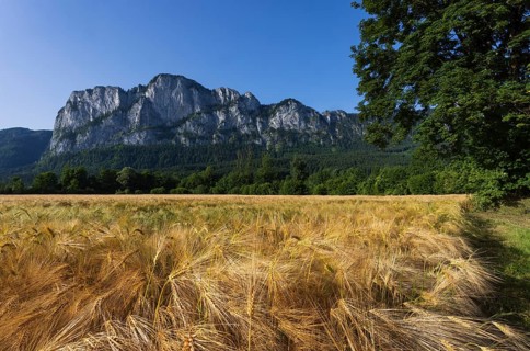 Agricultural Landscape, Hordeum Vulgare, barley field mit Drachenwand, Mondsee, Salzkammergut,