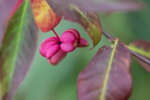 Common spindle bush (Euonymus europaeus), fruits, Emsland, Lower Saxony, Germany