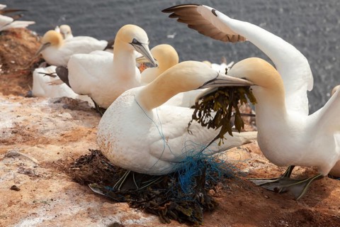 Bastan elp with fishing net entangled around the neck, Heligoland, Schleswig-Holstein, Germany