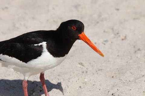 Oystercatcher (Haematopus ostralegus) on the dune on the island of Heligoland, Schleswig-Holstein,