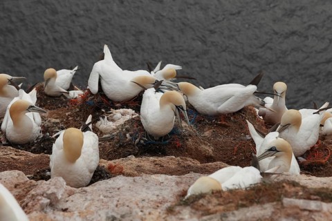 Fishing nets in the nest of the Bastölpel Heligoland, Schleswig-Holstein, Germany