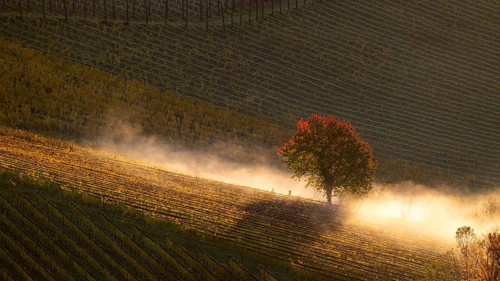 Sunrise, typical landscape in autumn with vineyards, South Styrian hills, South Styrian wine route,