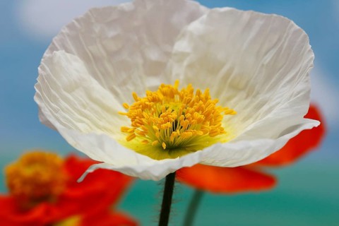 Icelandic poppy (Papaver nudicaule), flowers in the studio, painted background, North