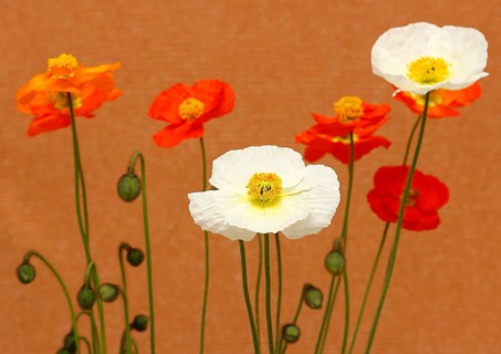 Icelandic poppy (Papaver nudicaule), flowers in the studio, North Rhine-Westphalia, Germany