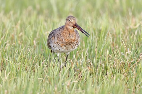 Blacktail (Limosa limosa) runs on the shore of a lake in a moor, snipe birds, wildlife, nature