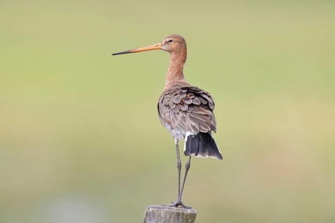 Blacktail (Limosa limosa), sitting room, on a fence post, snipe birds, wildlife, nature