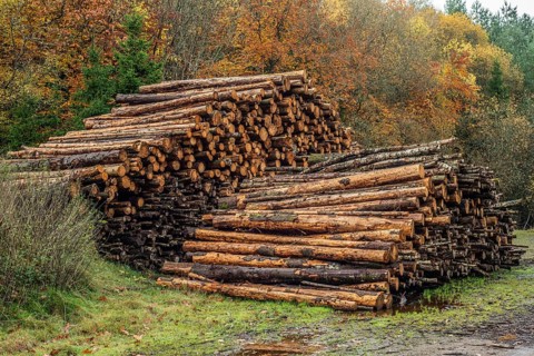 Stack of firewood, logs in the forest in Fyledalen, Ystad municipality, Skåne, Sweden, Scandinavia