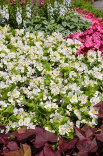 Ice begonia (Begonia semperflorens), flower bed begonia, God's eye, white and pink flowers,
