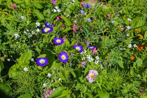 Field bindweed (convolvulus arvensis), meadow, wildflowers, grass, plants, nature, Swabian Jura,