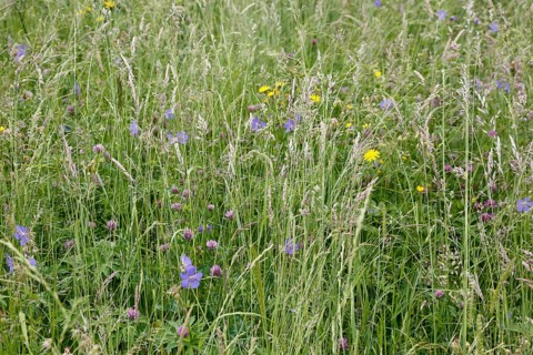 Meadow stork beak (Geranium pratense), stork beak, meadow, wildflowers, grass, grasses, plants,
