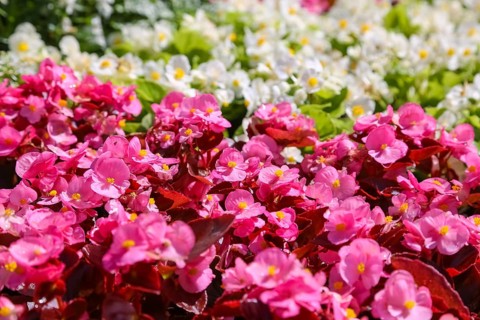 Ice begonia (Begonia semperflorens), flower bed begonia, God's eye, white and pink flowers,