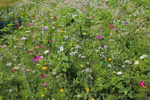 Decorative basket (Cosmos bipinnatus), meadow, colorful wildflowers, grass, grasses, plants,