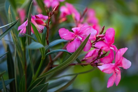 Oleander flowers, oleanders (Nerium oleander)