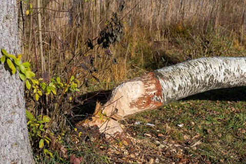 A birch tree felled by a beaver lies in an autumn forest, near Buching, Ostallgäu, Allgäu, Bavaria,